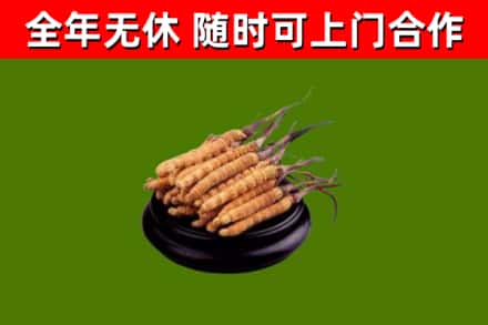 宝鸡市回收冬虫夏草